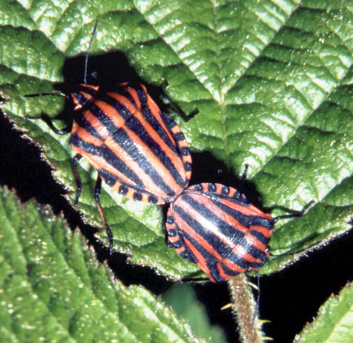 Graphosoma italicum